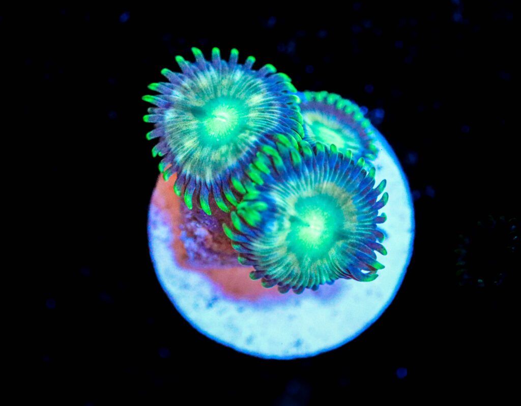 Frag Box Corals