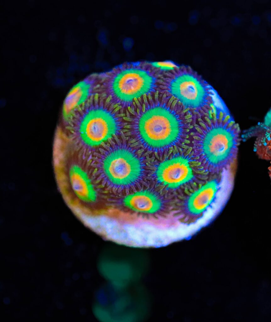 Frag Box Corals