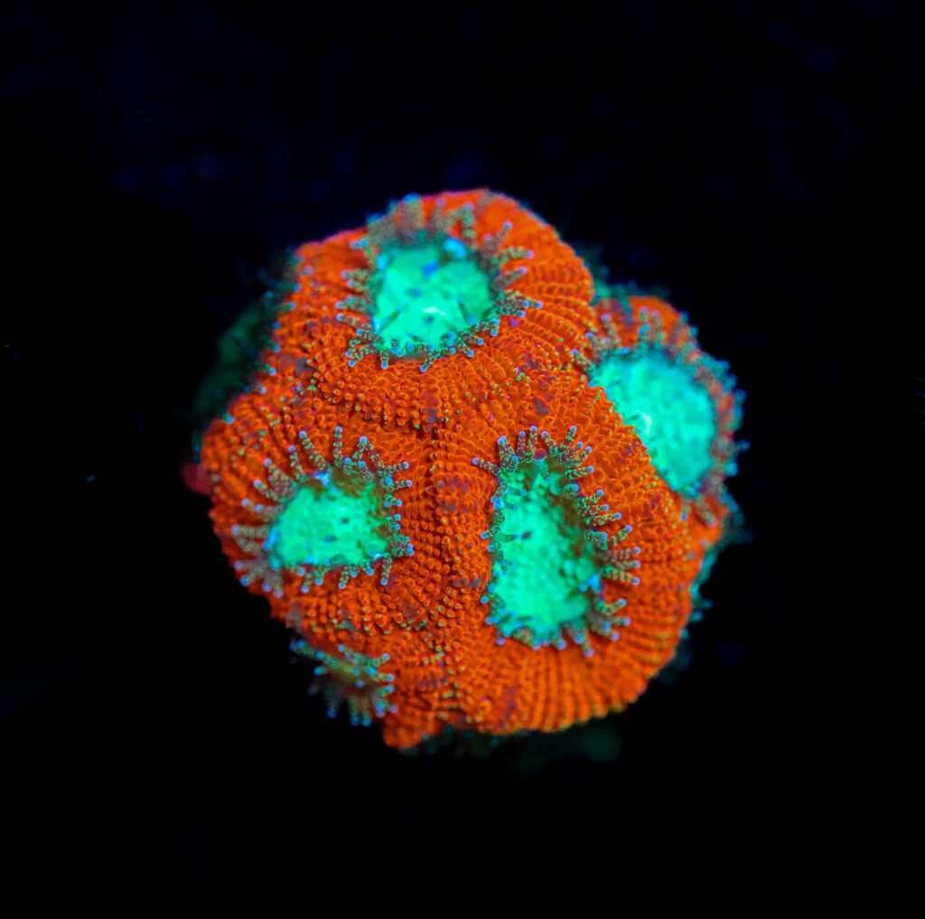 Frag Box Corals