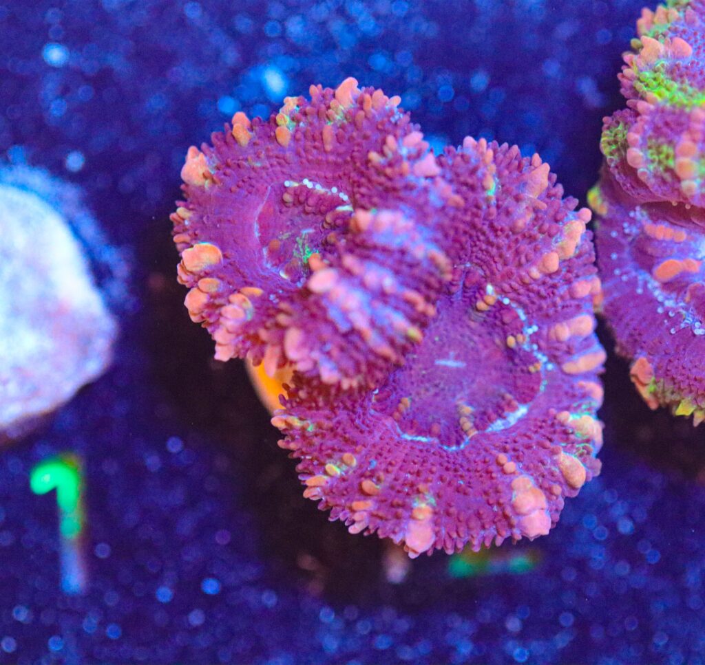 Frag Box Corals
