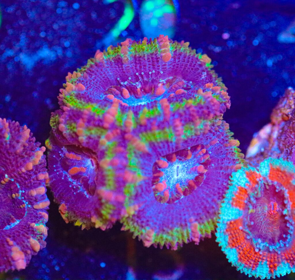 Frag Box Corals