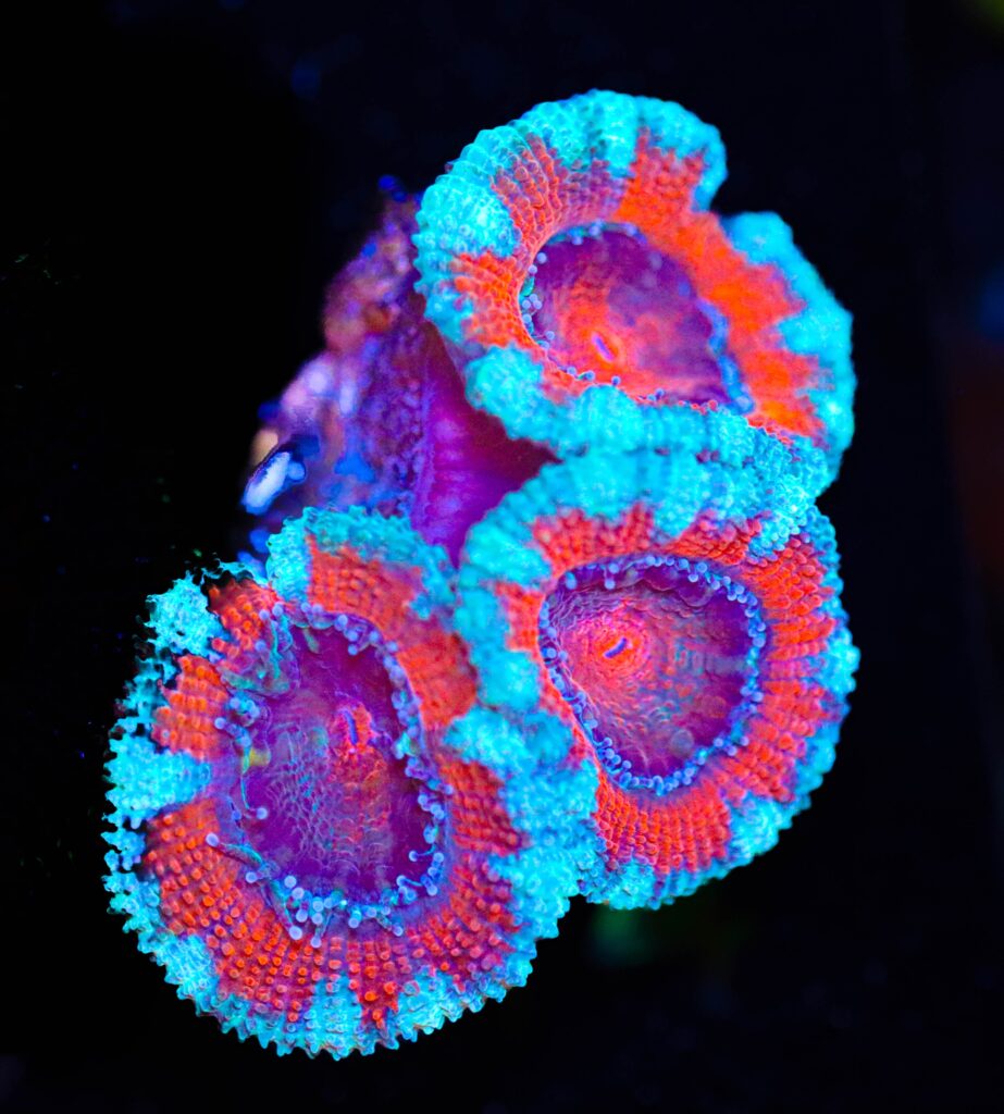 Frag Box Corals