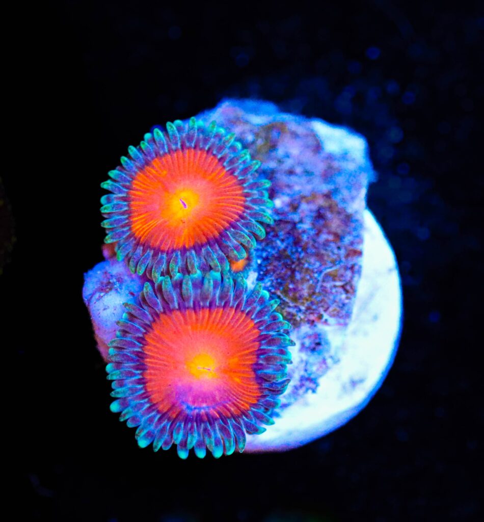 Frag Box Corals