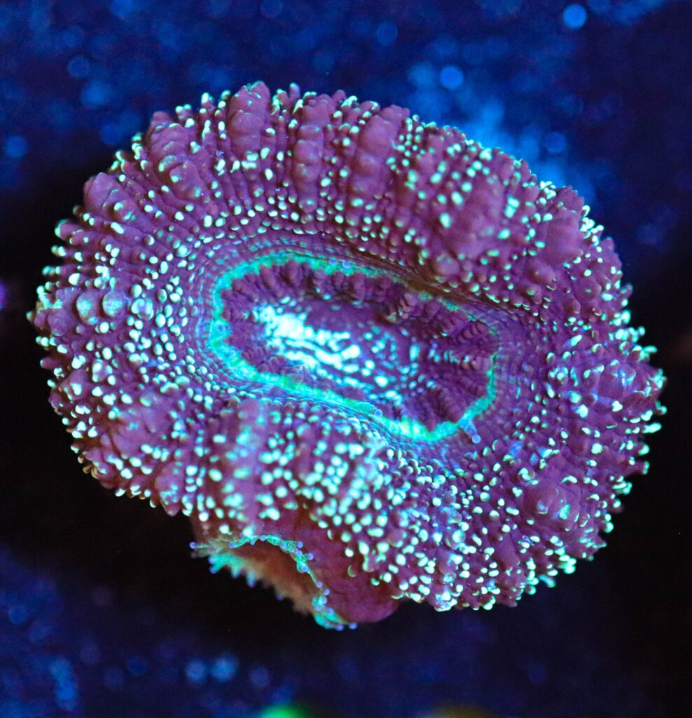 Frag Box Corals