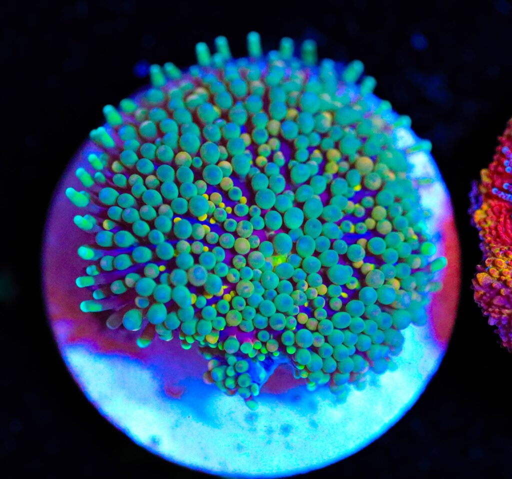 Frag Box Corals