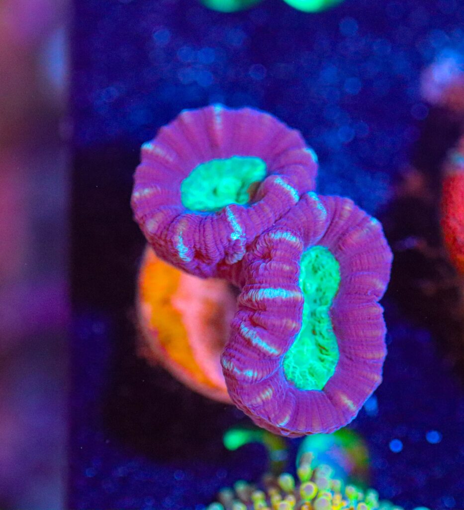 Frag Box Corals