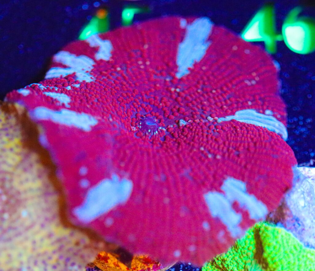 Frag Box Corals