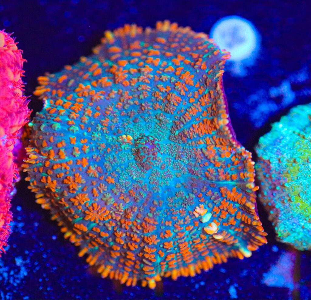 Frag Box Corals