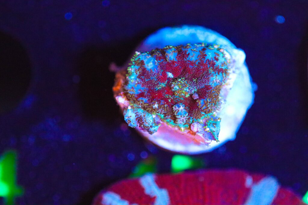 Frag Box Corals