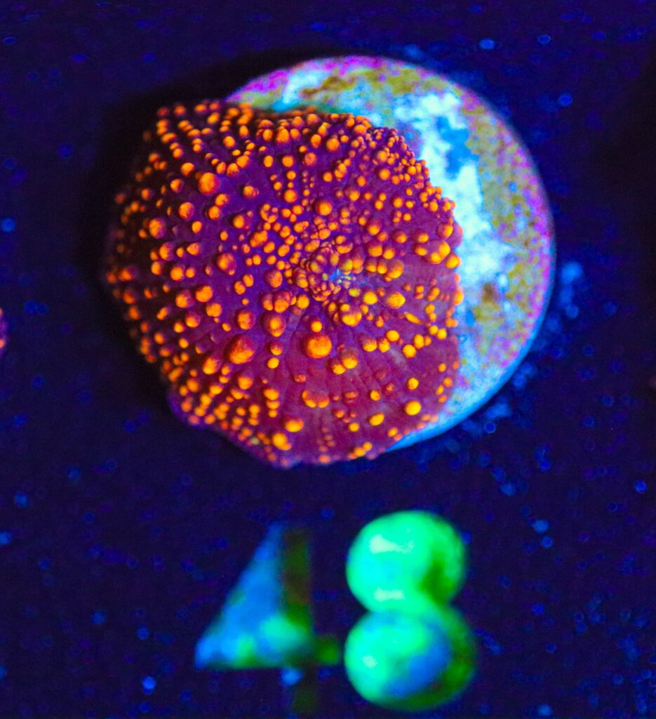 Frag Box Corals