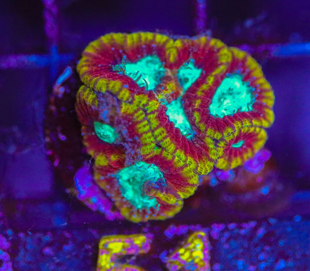 Frag Box Corals