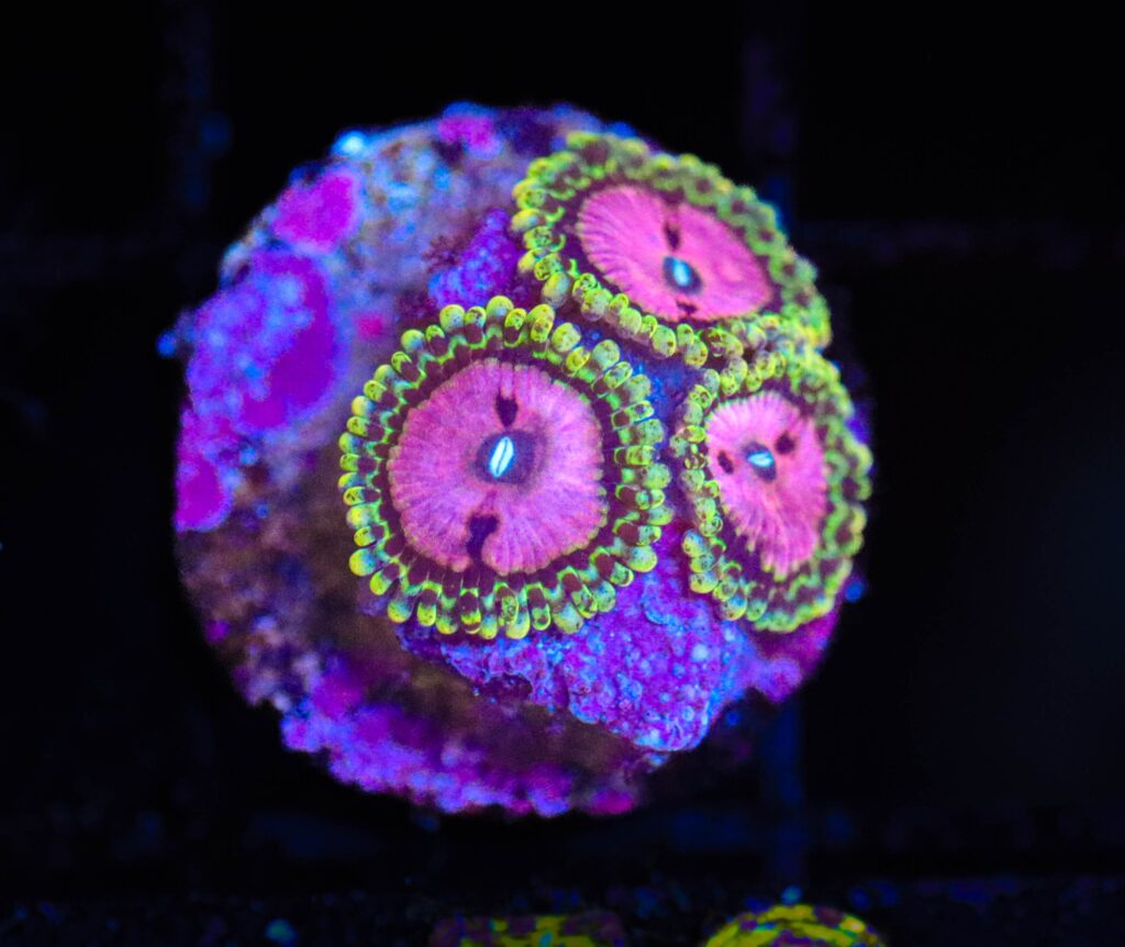 Frag Box Corals