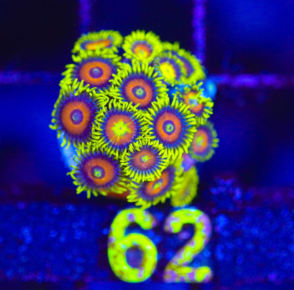 Frag Box Corals