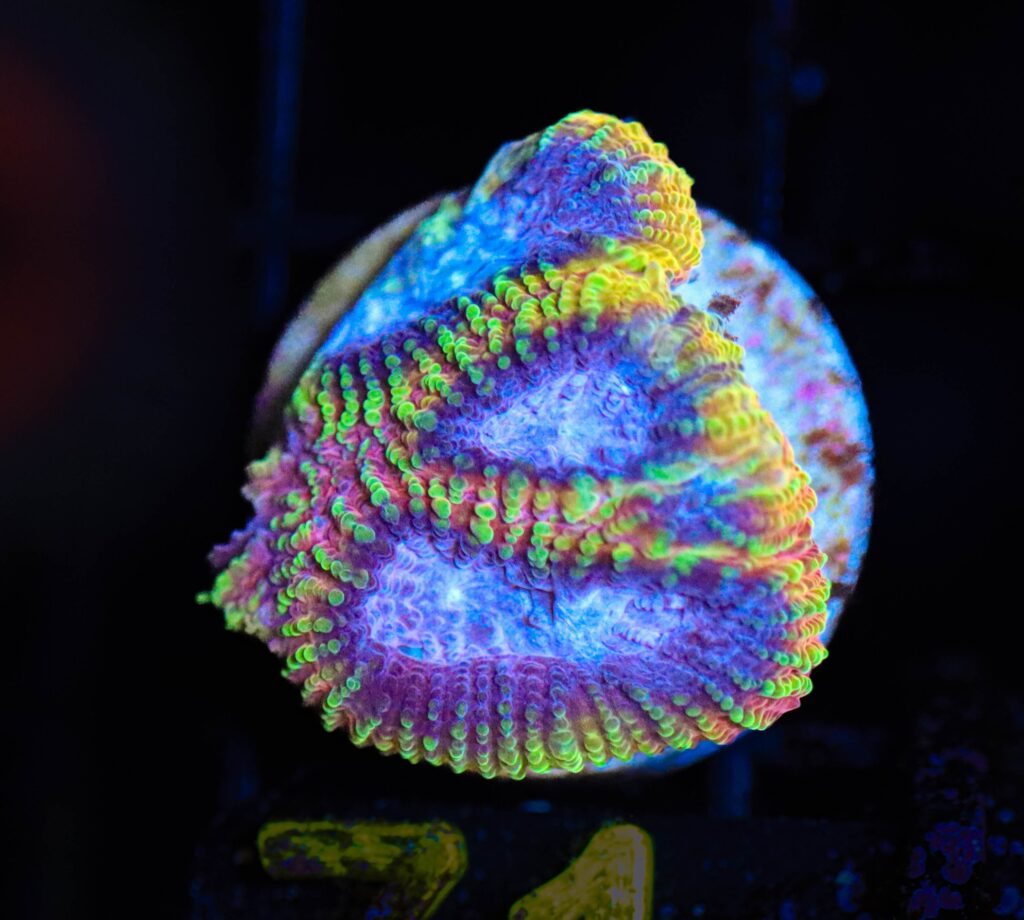 Frag Box Corals