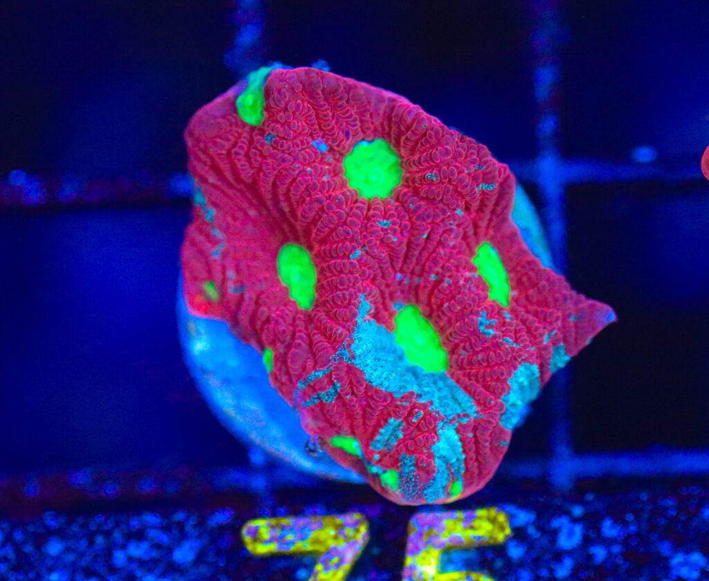 Frag Box Corals