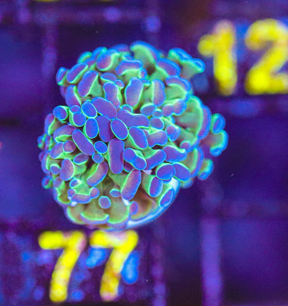Frag Box Corals