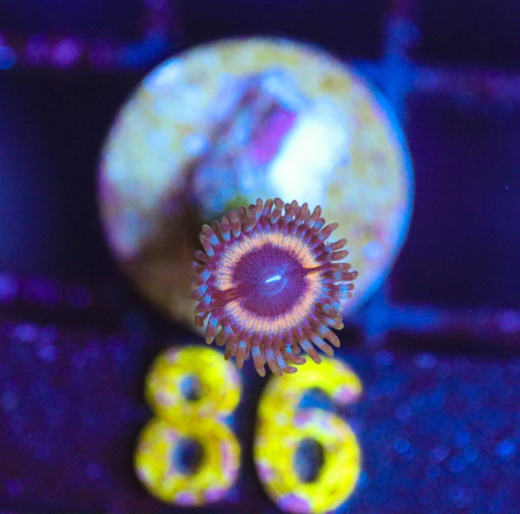 Frag Box Corals