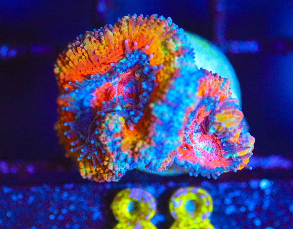 Frag Box Corals