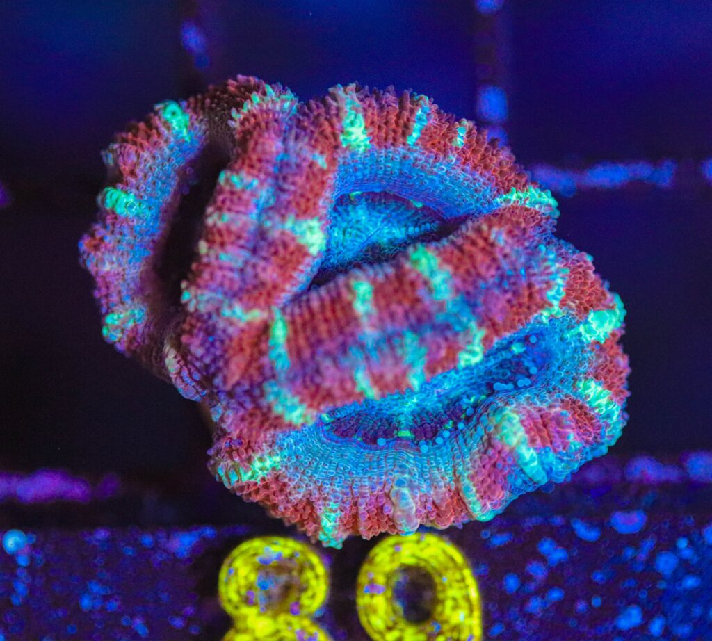 Frag Box Corals