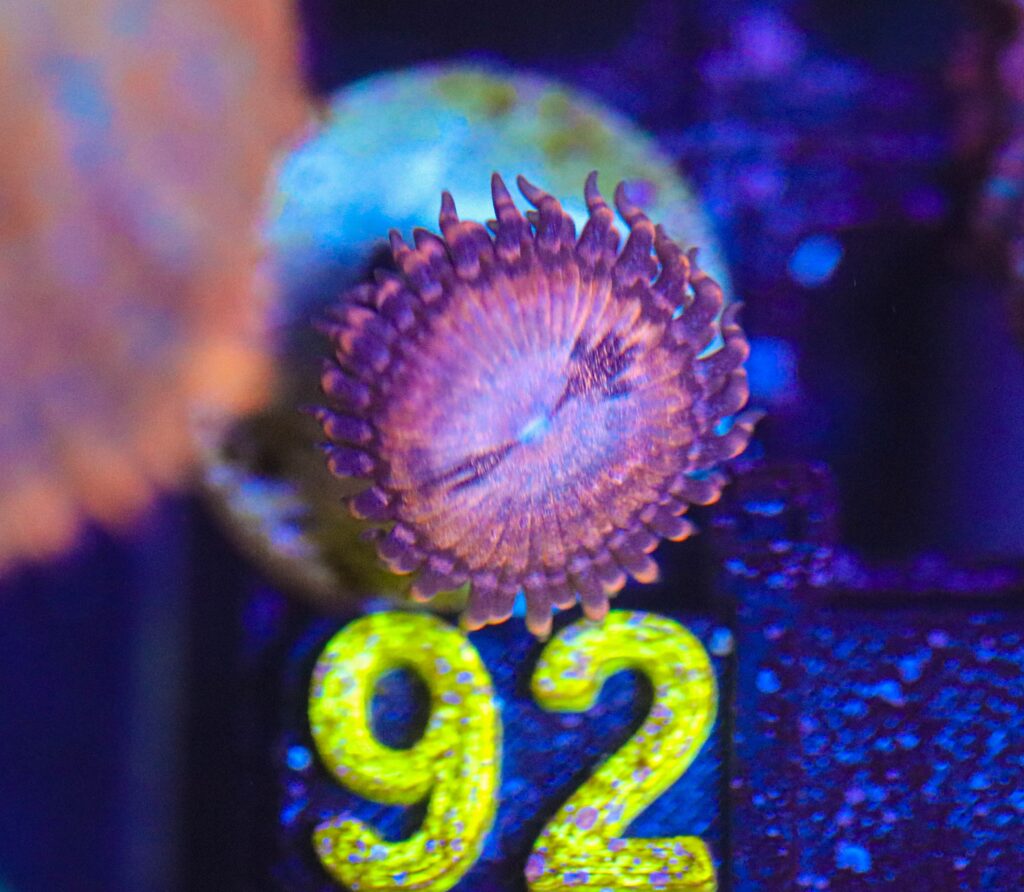 Frag Box Corals