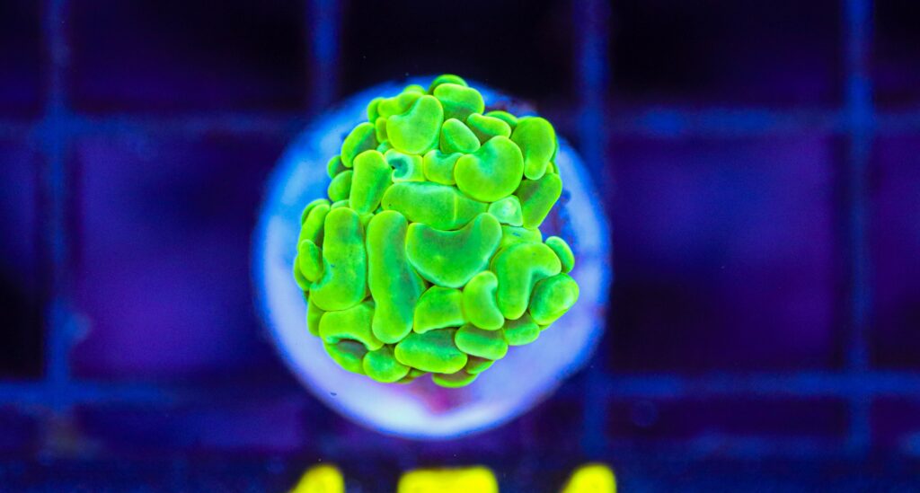 Frag Box Corals