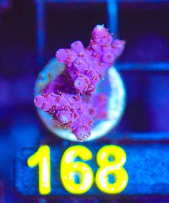 Wysiwyg Deep Purple Acropora Frag [F168]