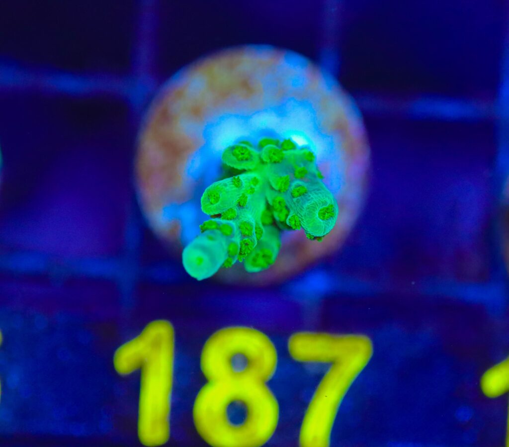 Frag Box Corals