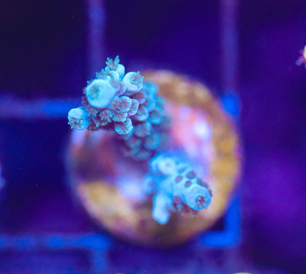 Frag Box Corals