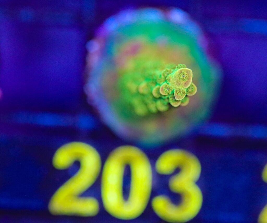 Frag Box Corals