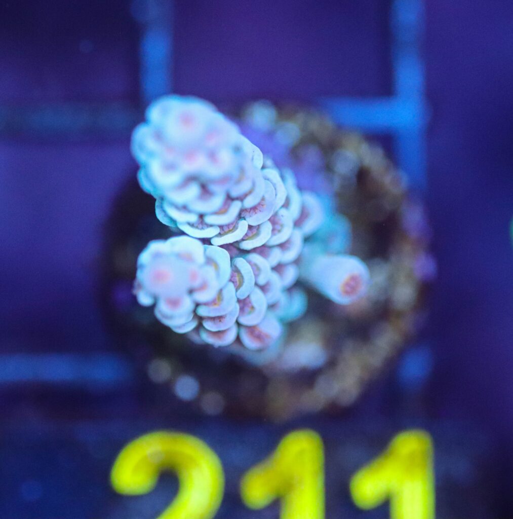 Frag Box Corals