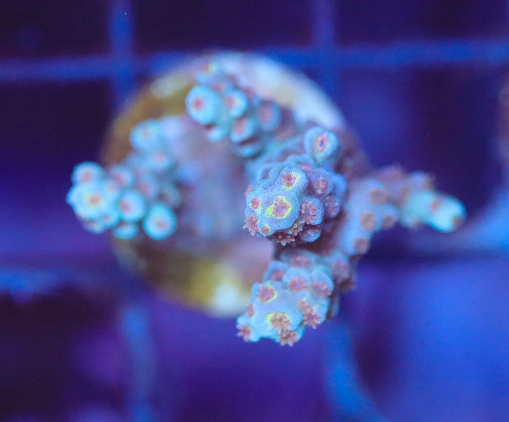Frag Box Corals