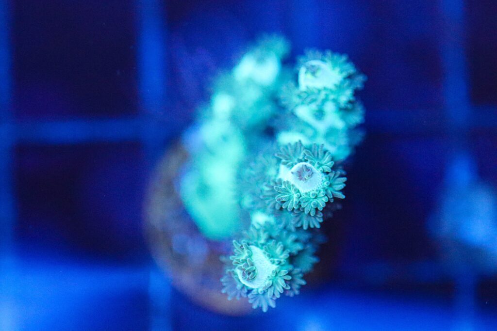 Frag Box Corals