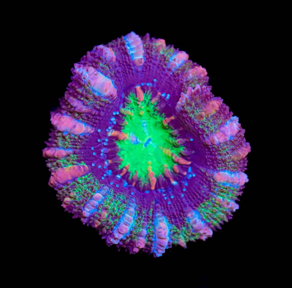 Frag Box Corals