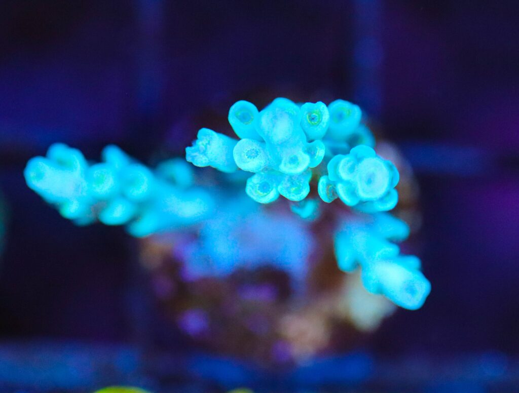 Frag Box Corals