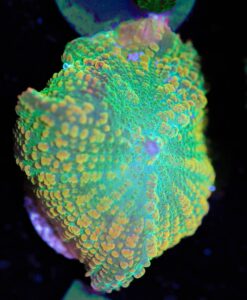 Small Ultra Citrus Mushroom  (Row #106:B)
