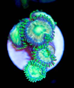 Sour Puss Zoas