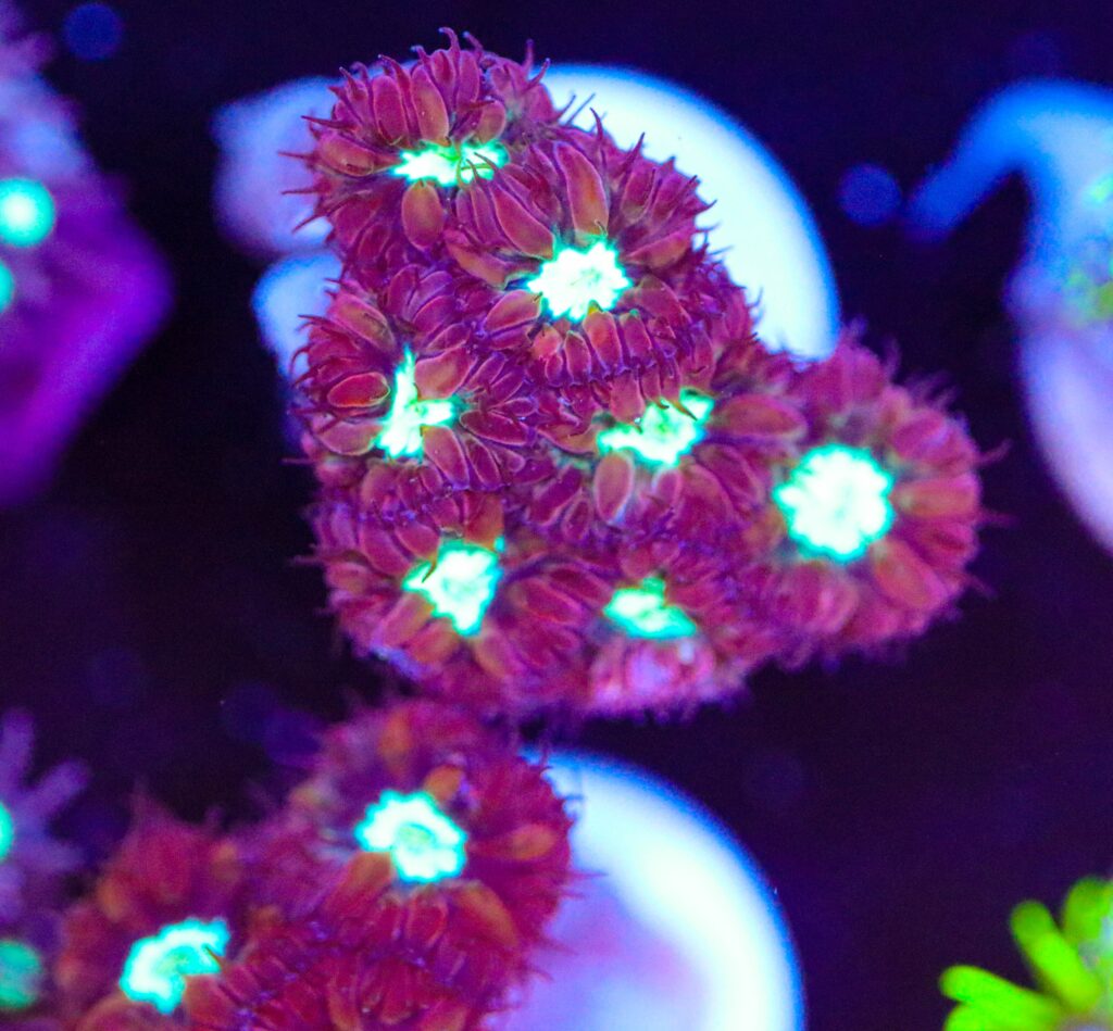 Frag Box Corals
