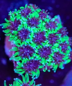 Galaxea Coral