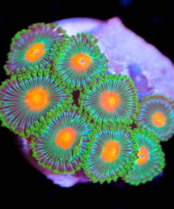 Ninja Turtles Zoa (Row #3)