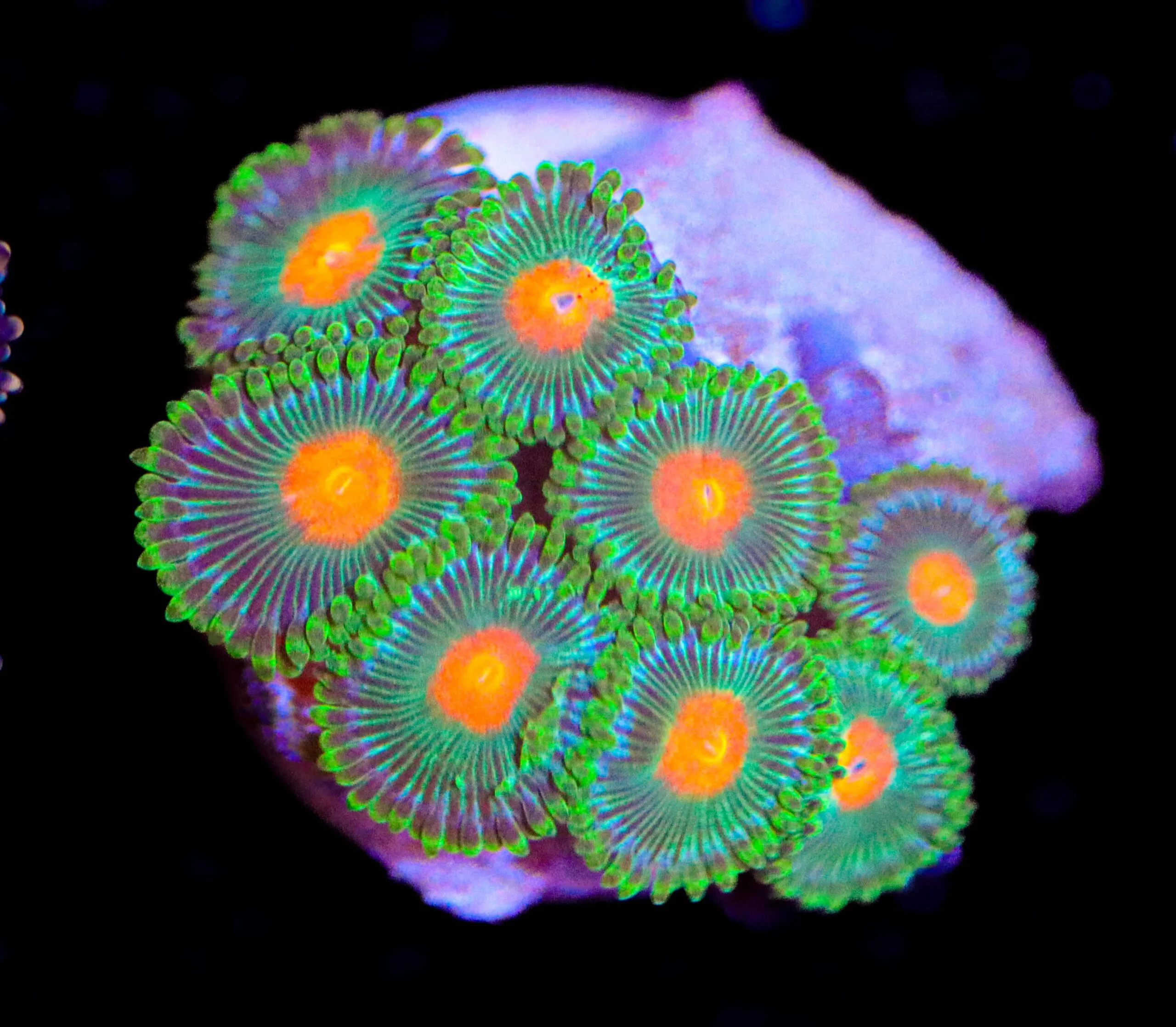 Frag Box Corals