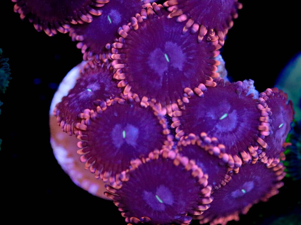 Frag Box Corals