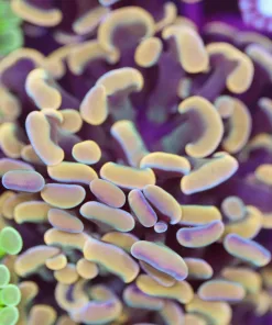 Golden Branching Hammer Coral Frag (Row #76)