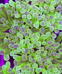Hybrid Gold Frogspawn x Hammer Frammer Coral (Row #79)