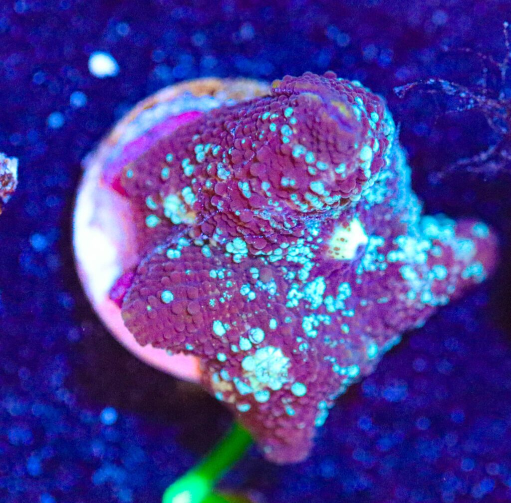 Frag Box Corals