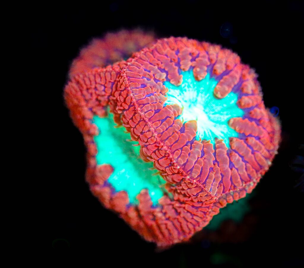 Frag Box Corals