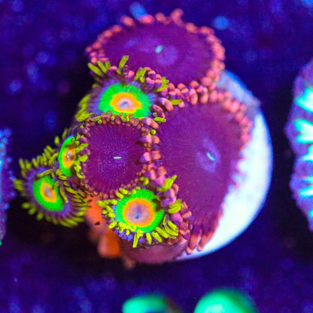 Frag Box Corals