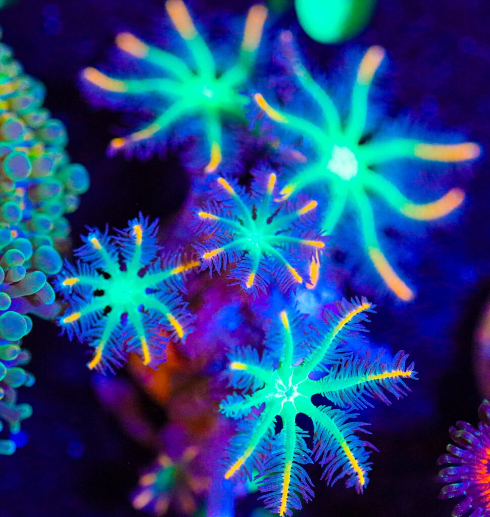 Frag Box Corals