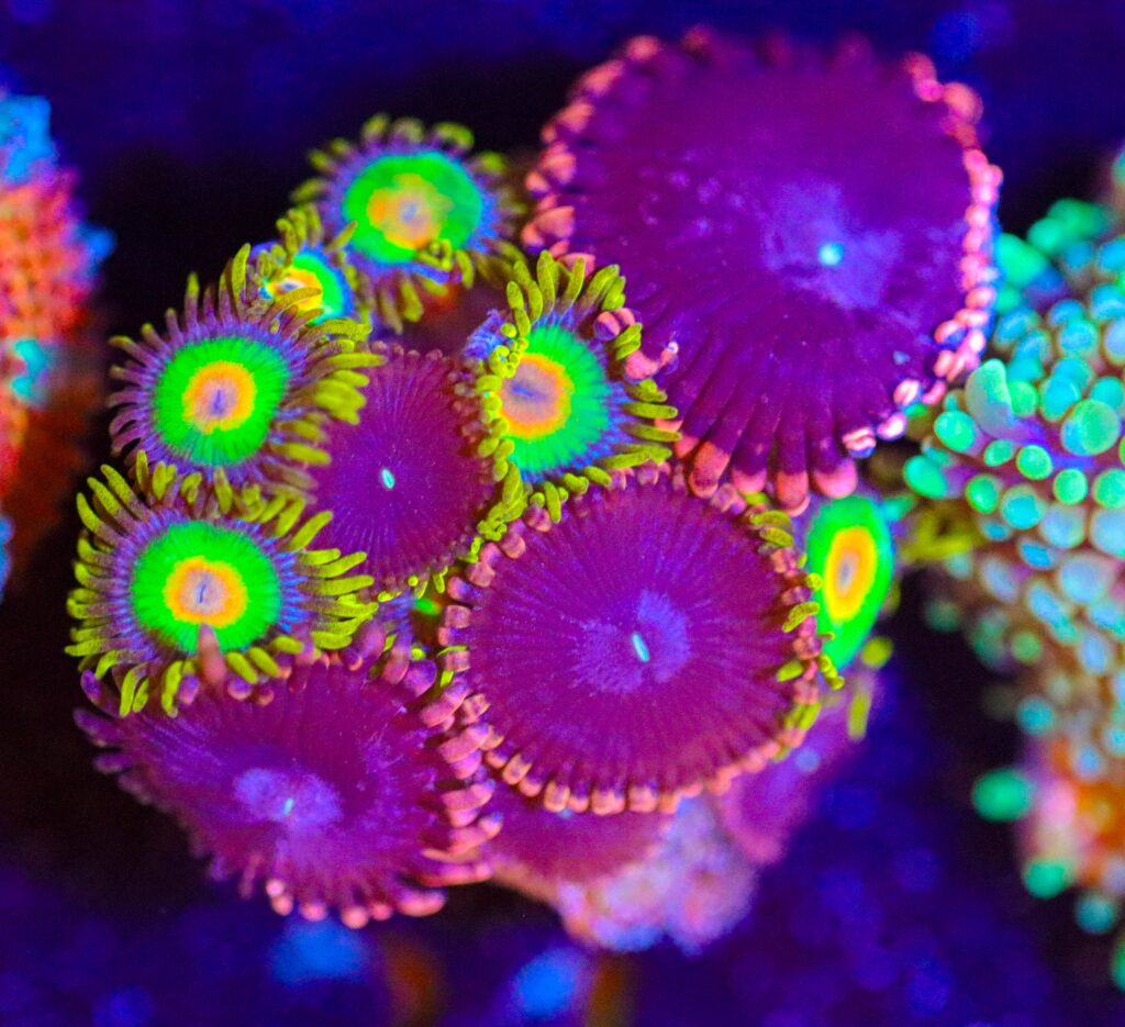 Frag Box Corals