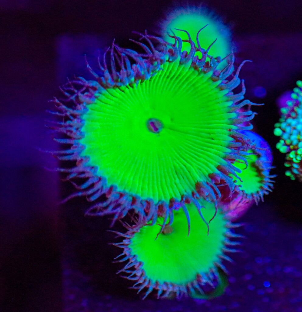 Frag Box Corals