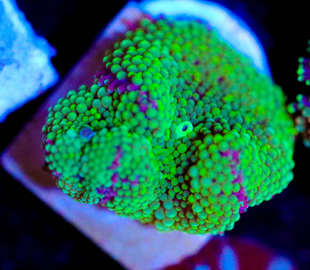 Frag Box Corals